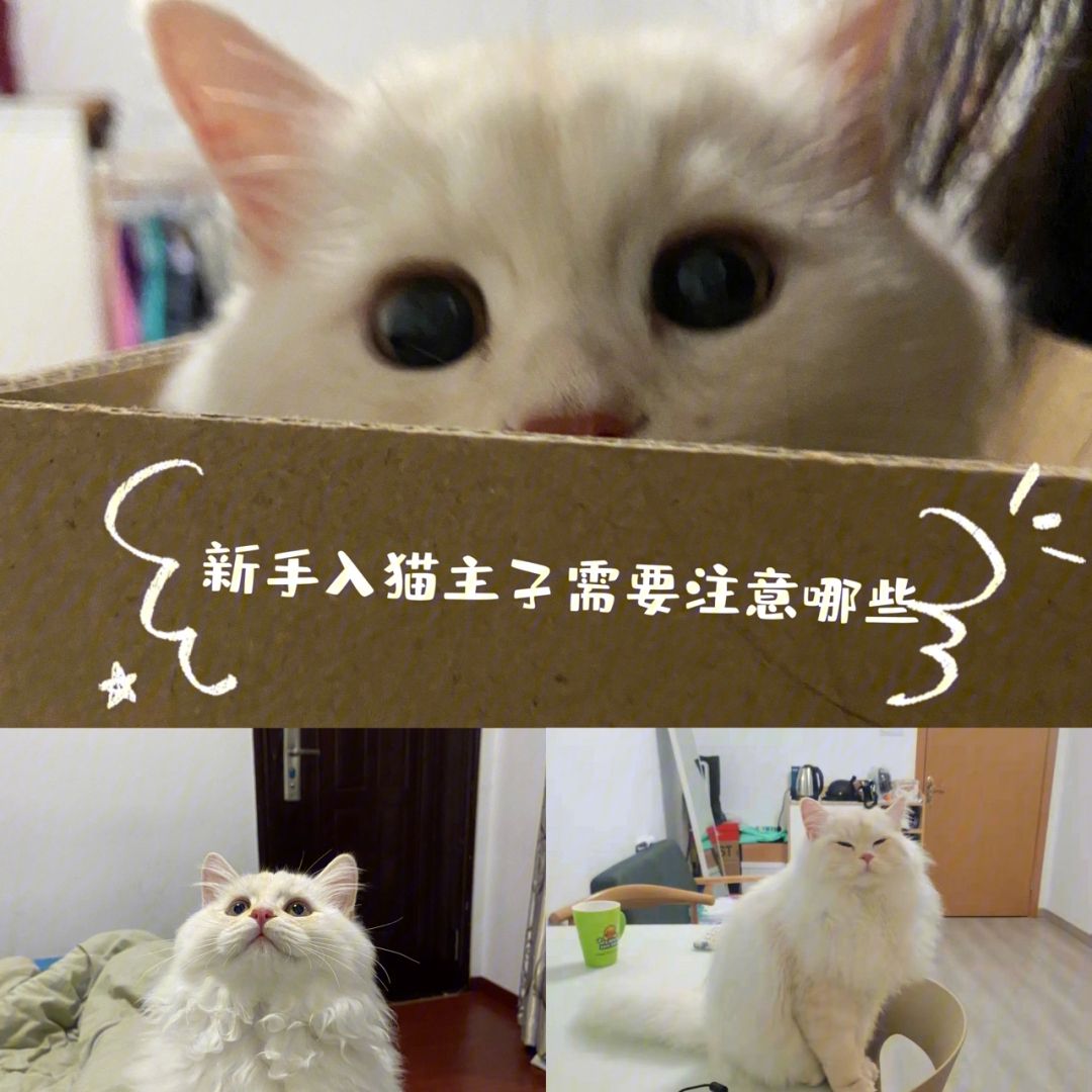 以太坊的怎么购买猫 以太坊用哪个app怎么买